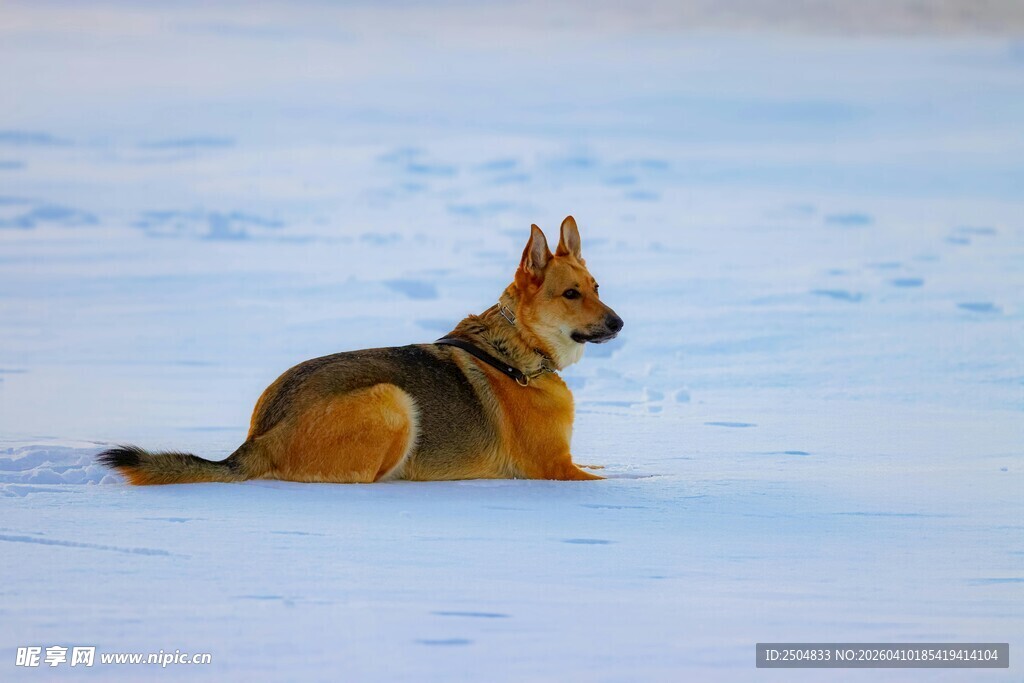 雪地中的孤独德牧