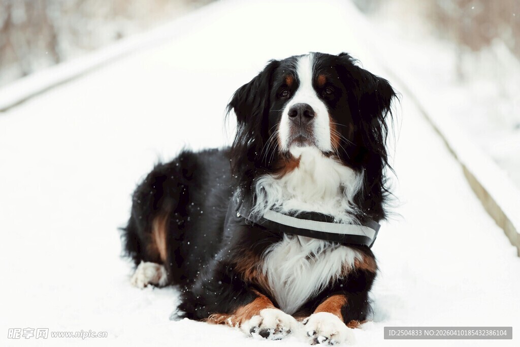 雪地中的伯恩山犬