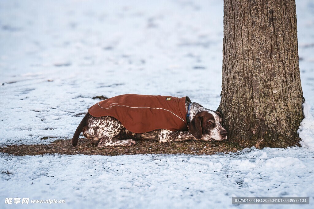 雪地中穿红衣小憩的小狗