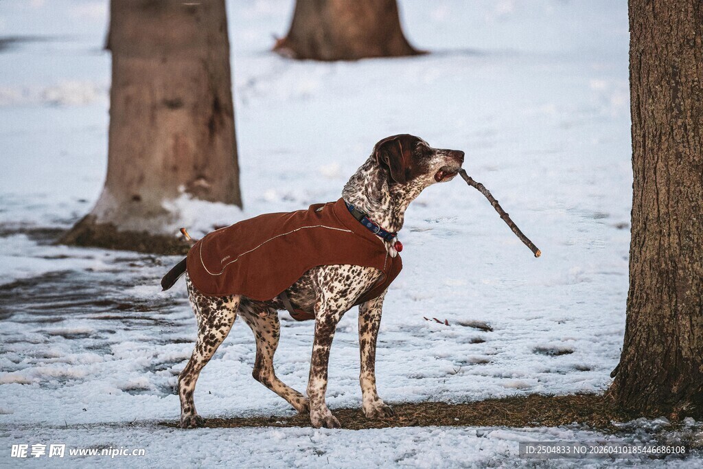 雪地中叼物的帅气猎犬