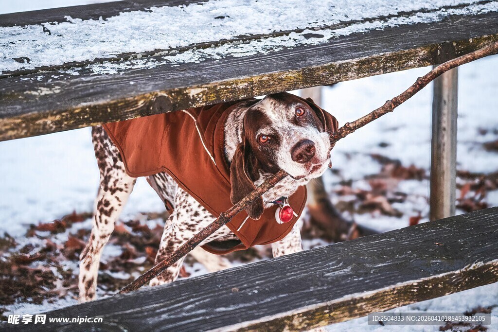 雪中穿红衣的狗狗