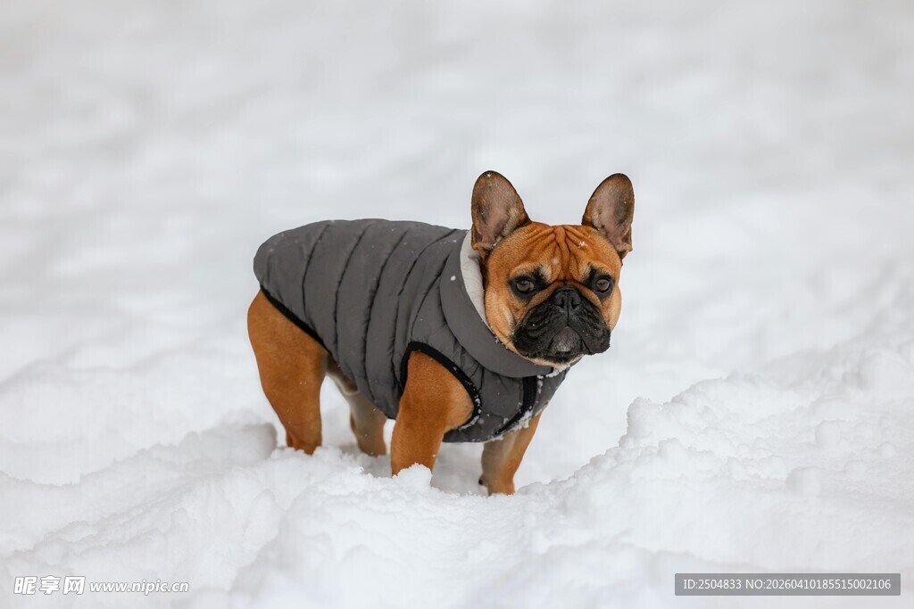 雪地里穿衣服的法国斗牛犬