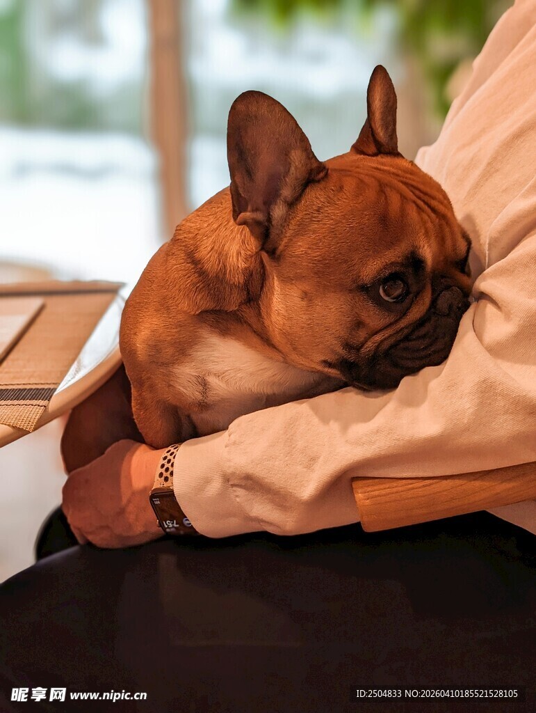 依偎在人怀中的可爱法斗