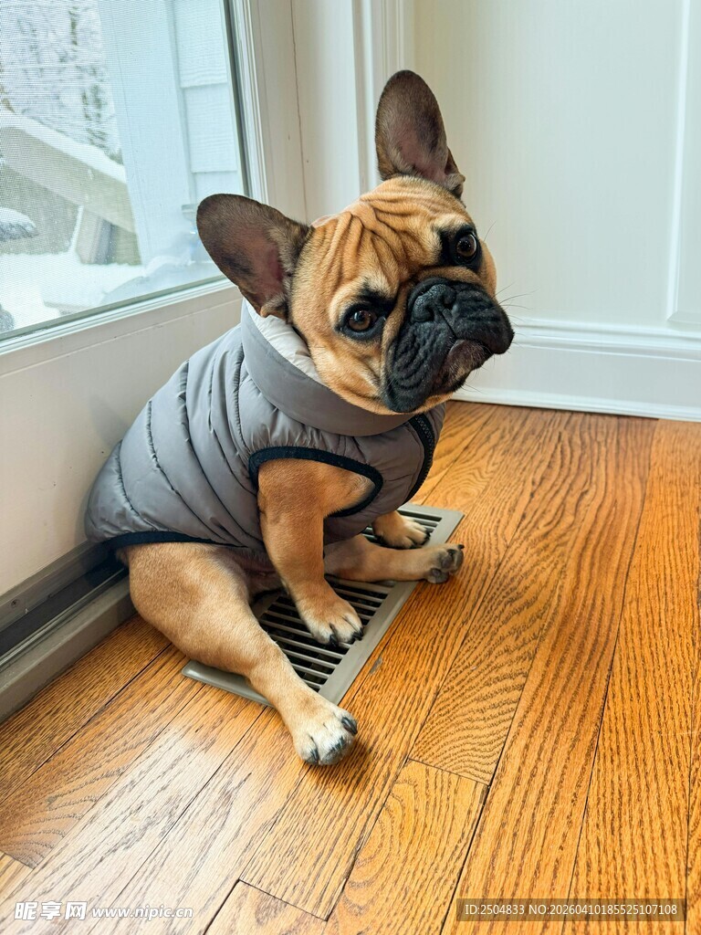 穿着衣服的法斗坐地板上