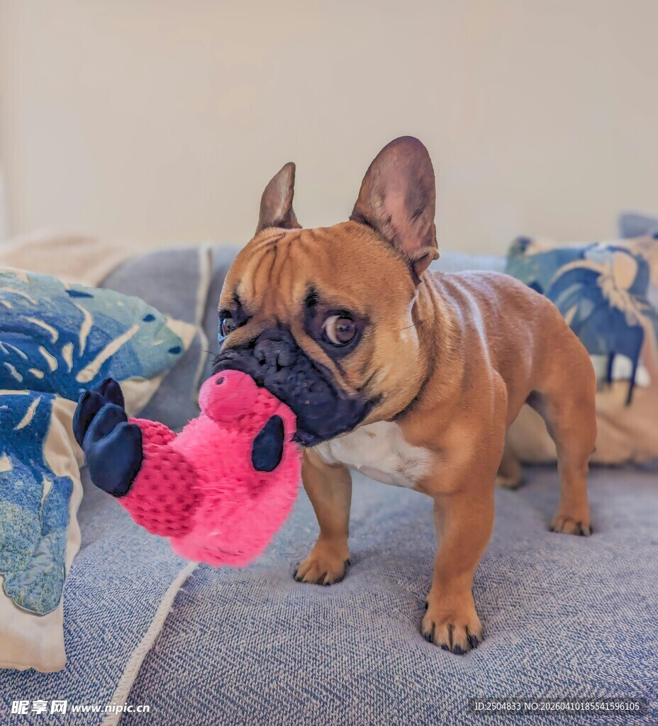 法斗玩粉色玩具