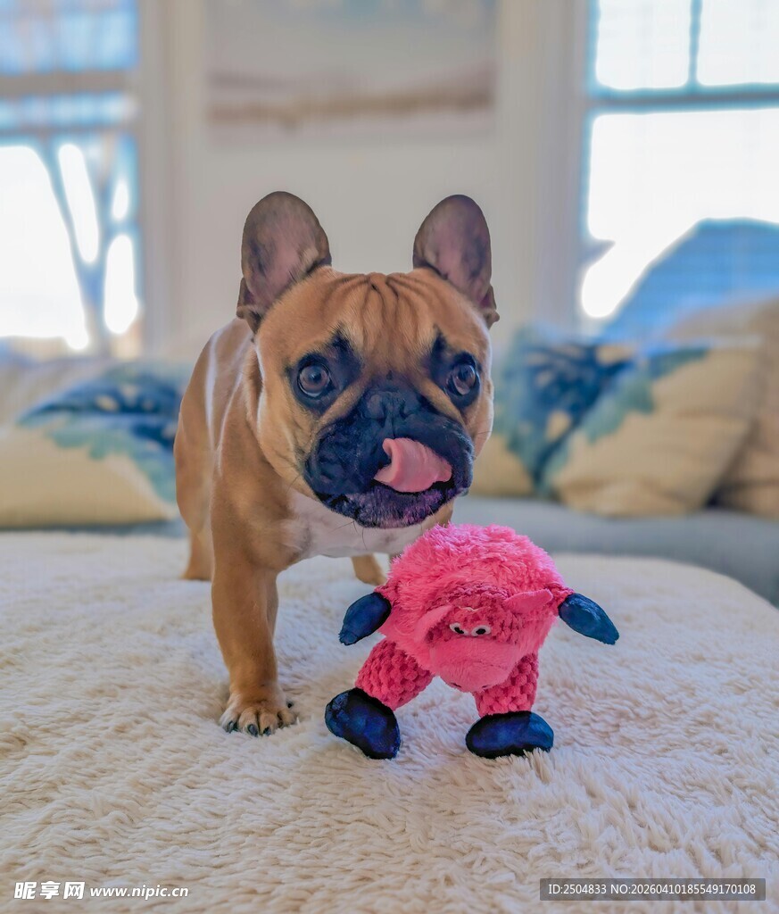 法斗玩粉色玩具