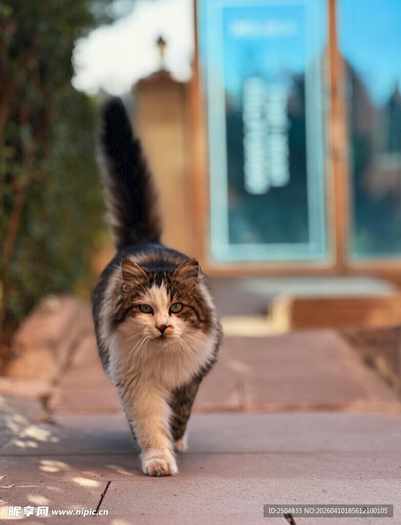 萌态猫咪悠闲漫步