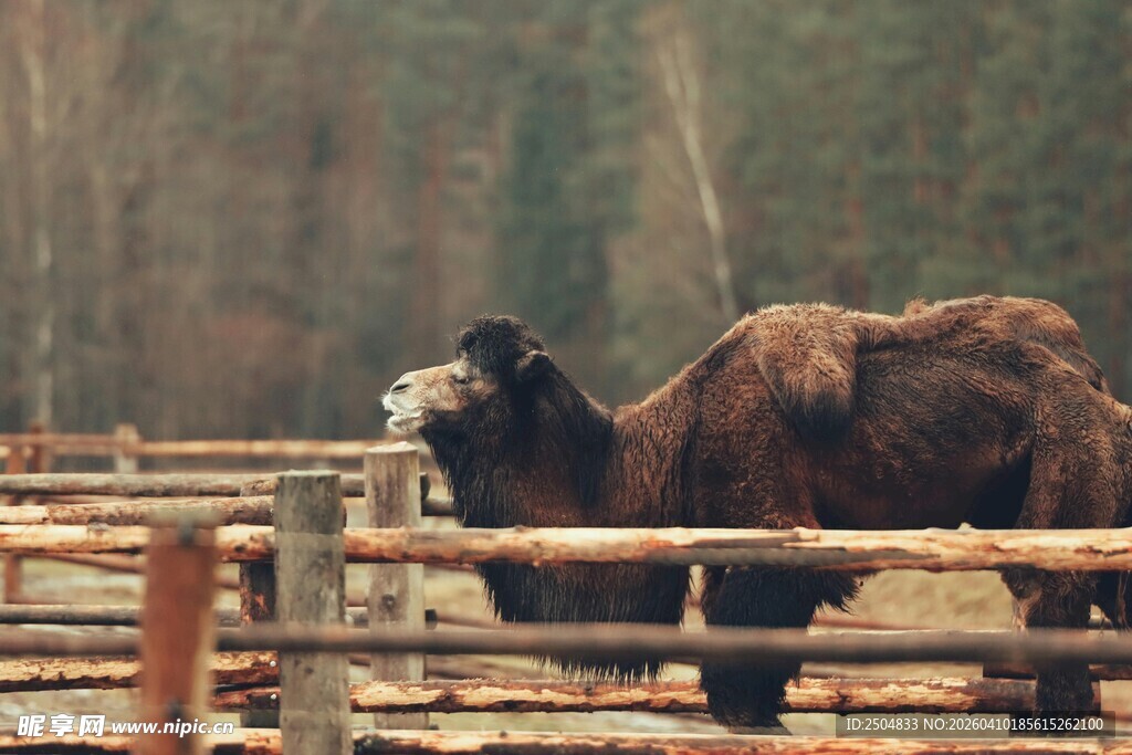 围栏内的骆驼