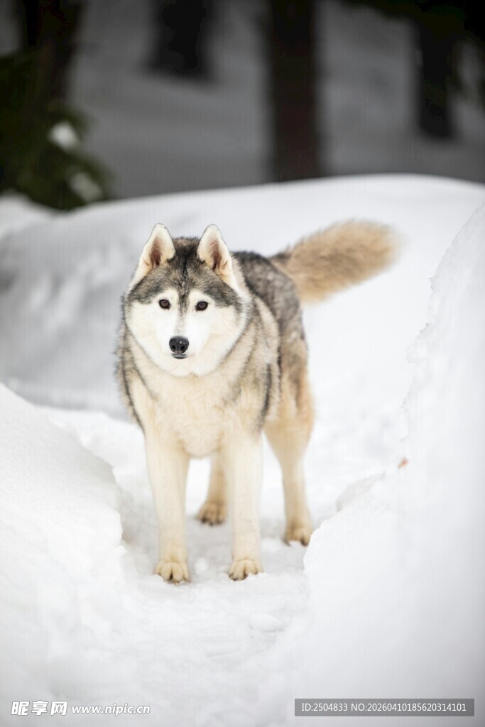 雪地中的帅气哈士奇
