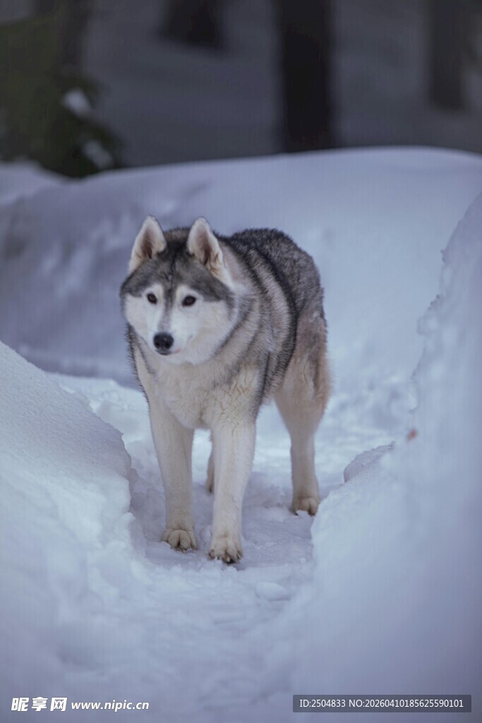 雪地中的哈士奇