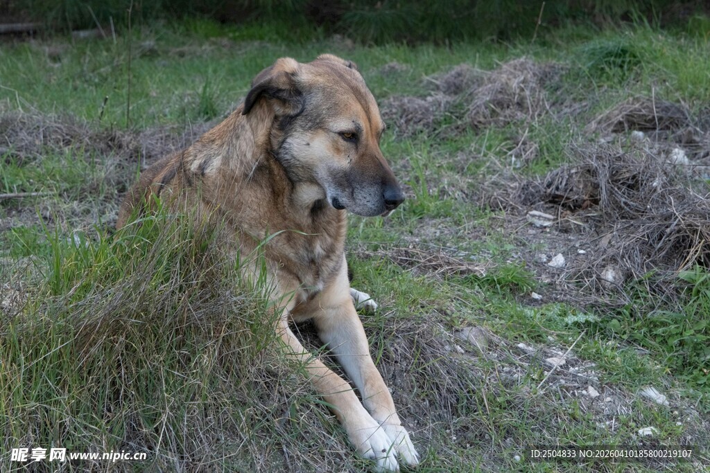 草地上的孤独大狗