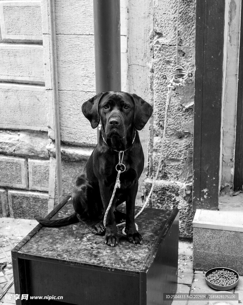 孤独小狗坐于石上