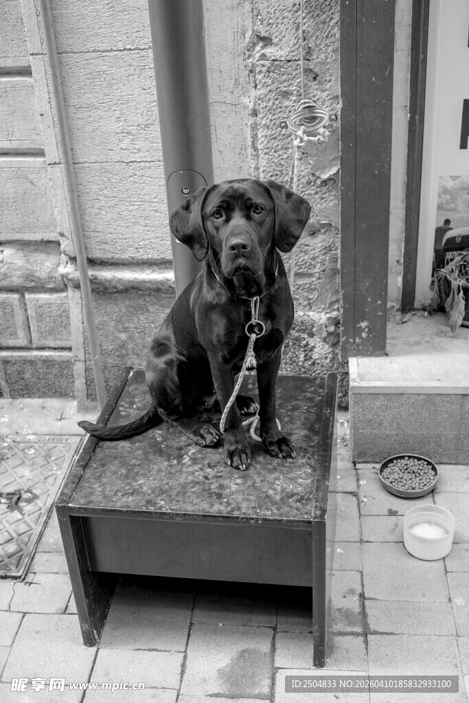 小狗坐于户外小平台