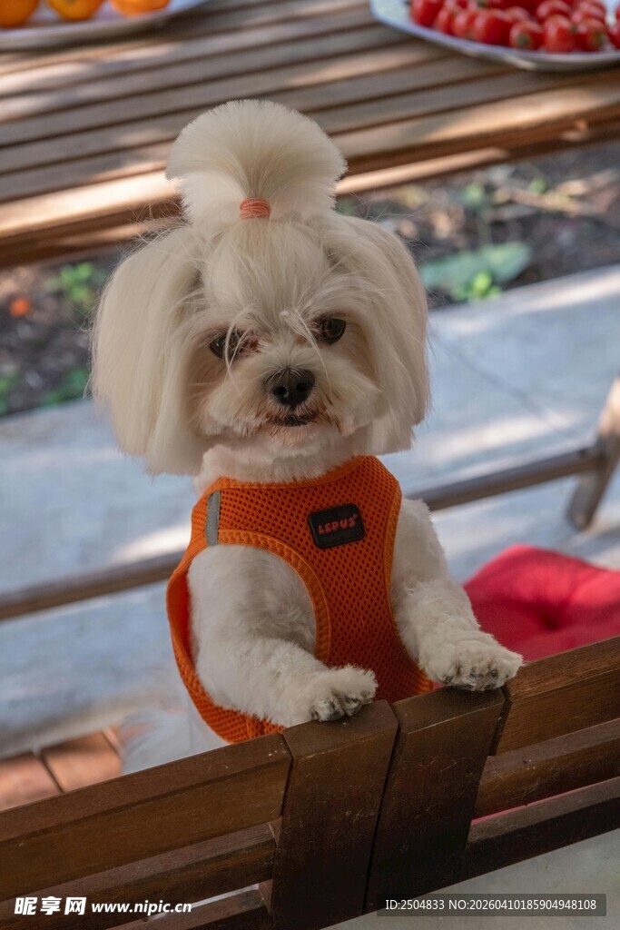 可爱萌宠比熊犬穿橙色衣