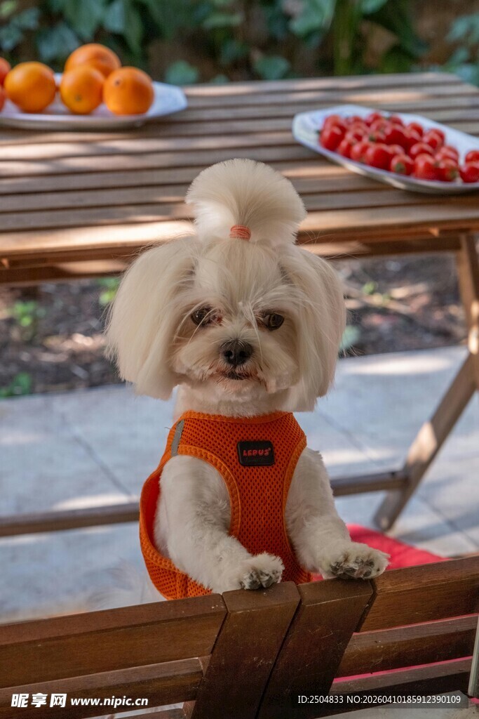 可爱狗狗穿背心站在桌边