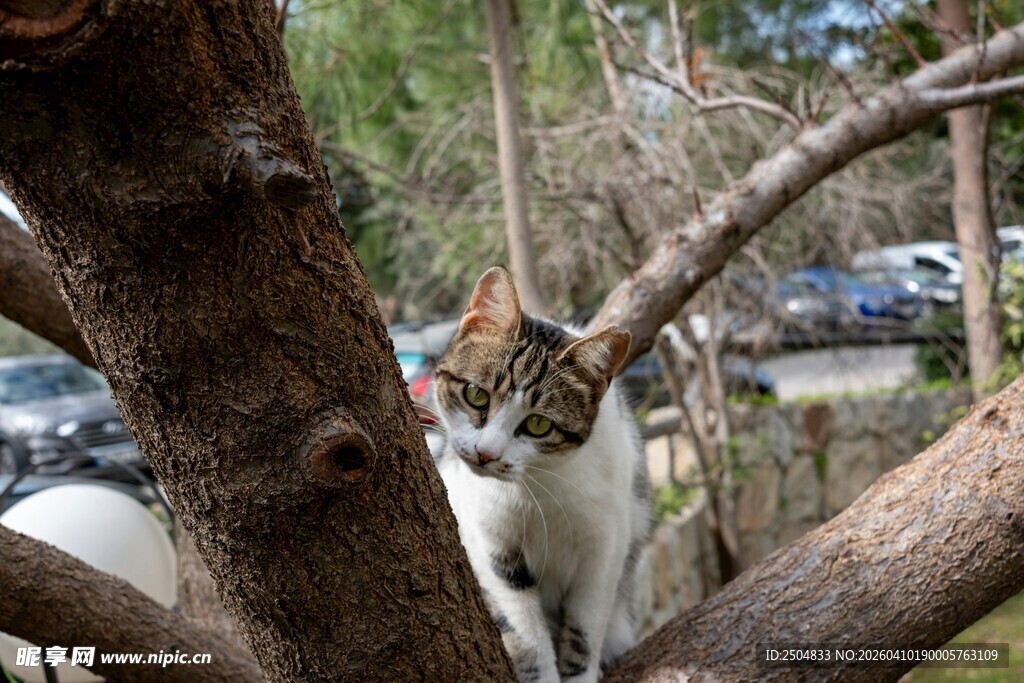 树上的可爱猫咪
