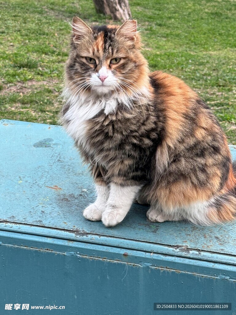 三色猫咪端坐蓝色平台