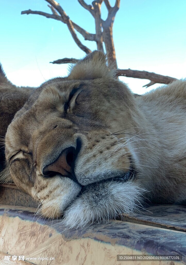 熟睡的母狮
