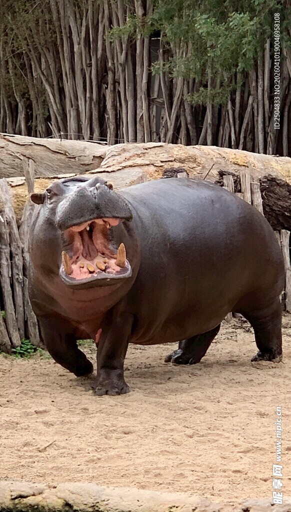 张嘴吼叫的河马