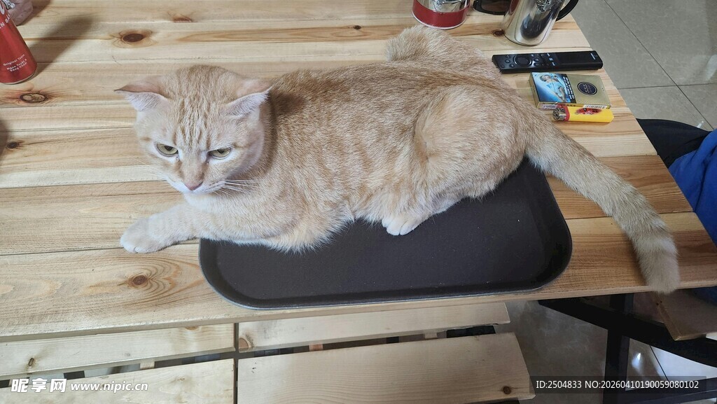 趴着的猫咪