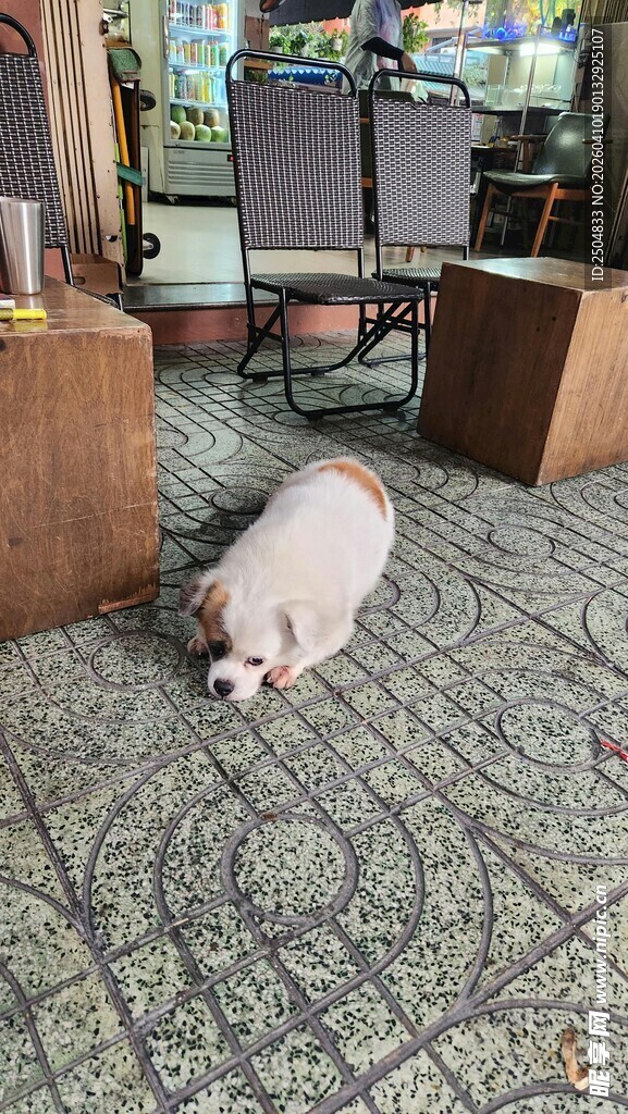 趴在地上的可爱猫咪