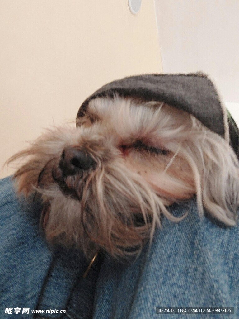 戴帽小狗惬意依偎