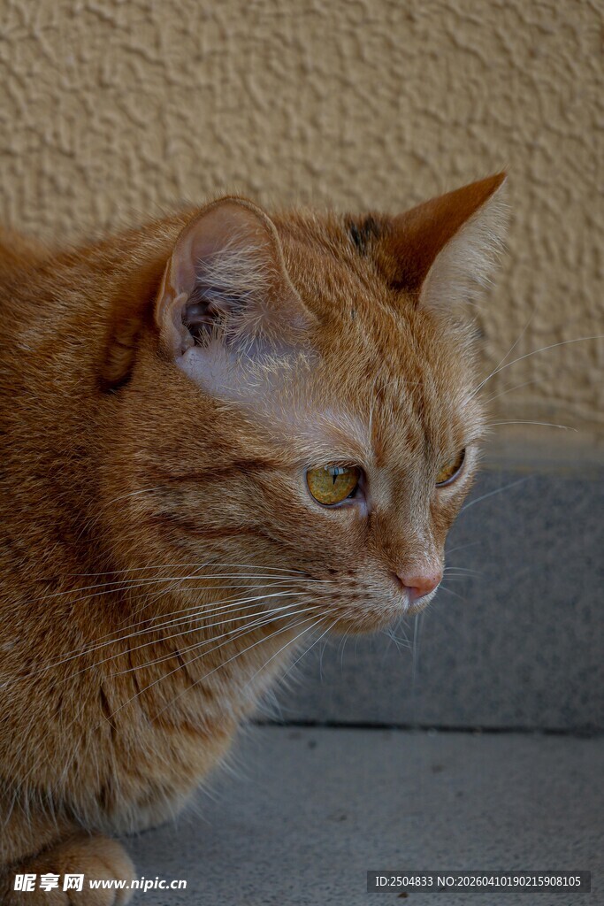 橘猫侧头凝视