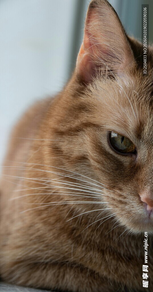 慵懒橘猫侧卧瞬间