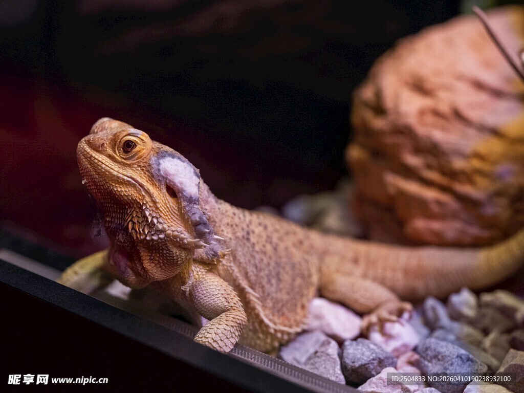 蜥蜴盘坐于多彩造景中