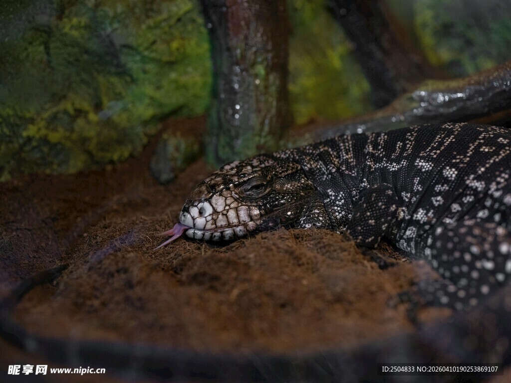 趴着的斑点蜥蜴