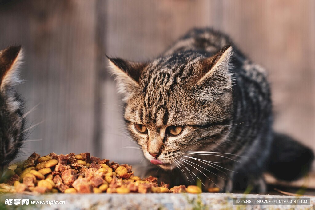 猫咪专注进食的瞬间
