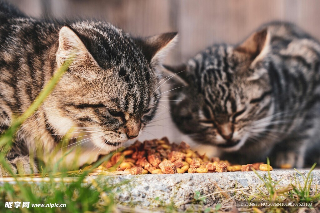 两只猫咪专注进食