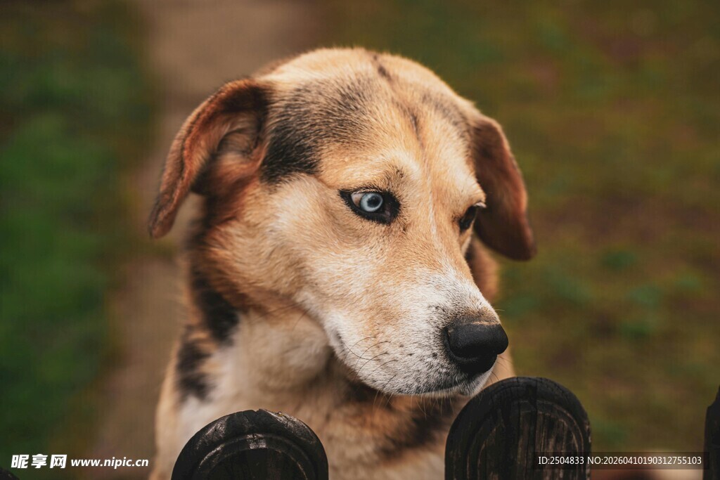 忧郁狗狗凝视镜头