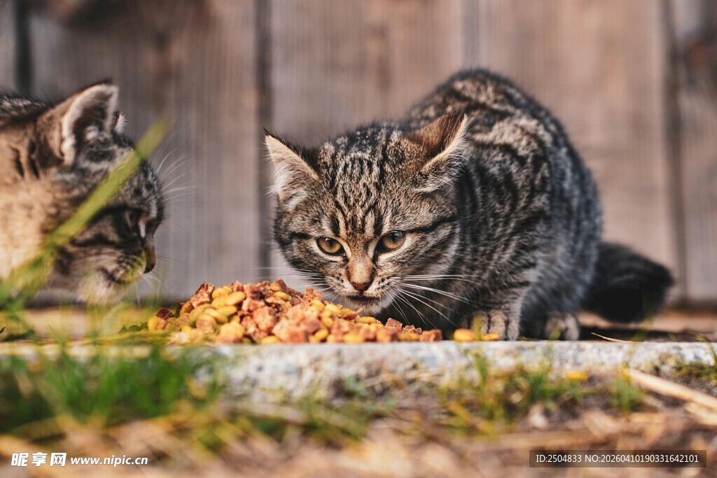 猫咪户外进食场景