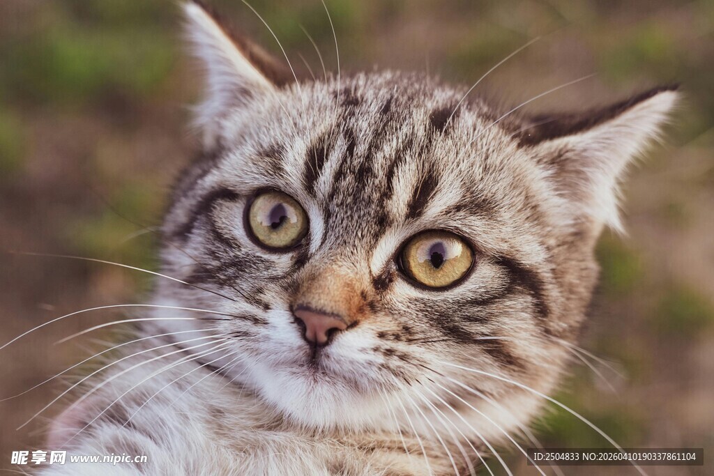 可爱狸花猫抬头凝视
