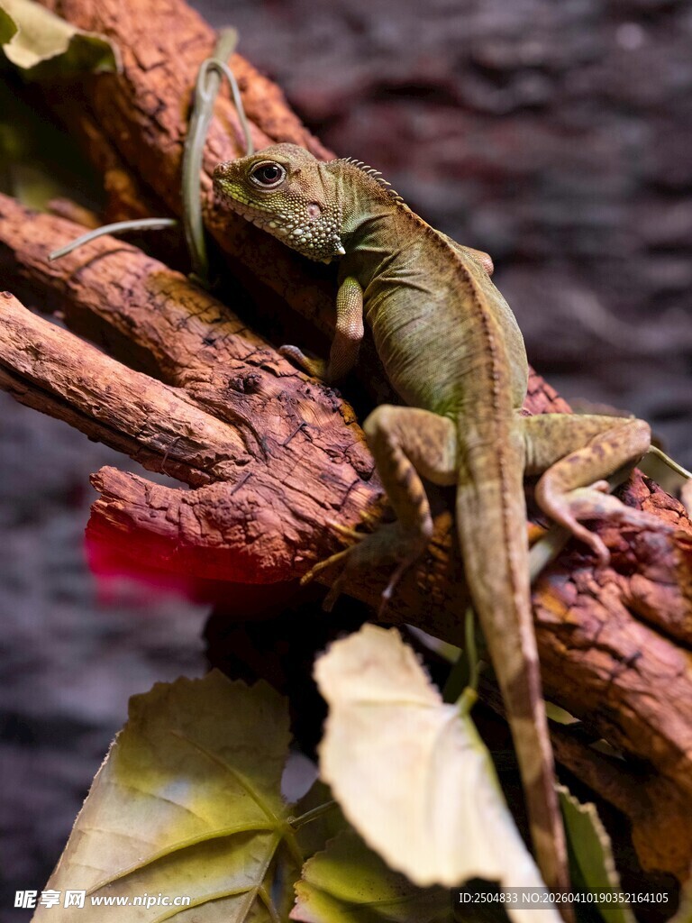 树枝上的绿色蜥蜴