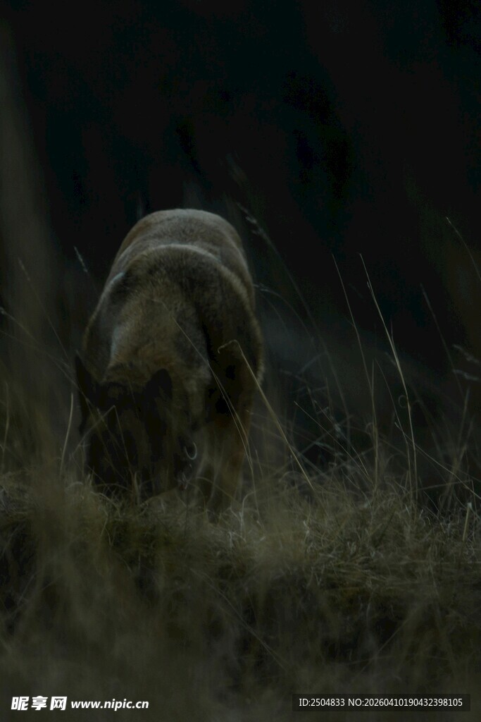 草丛中的神秘动物身影