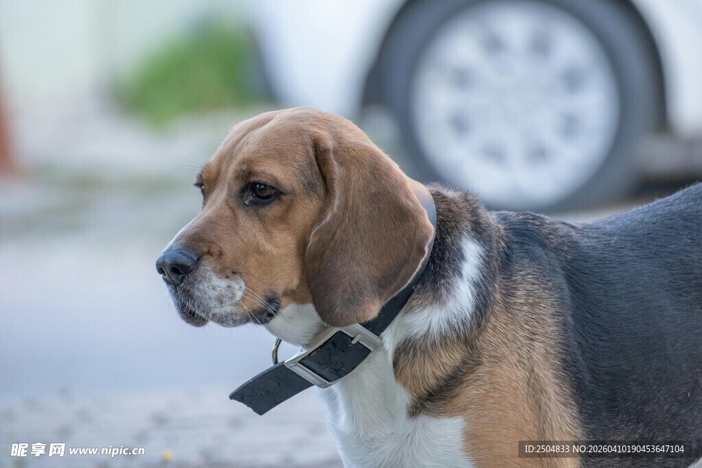 可爱比格犬户外侧头瞬间