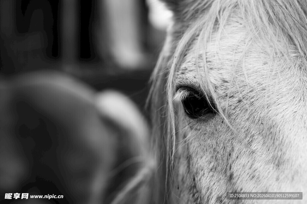 马的特写