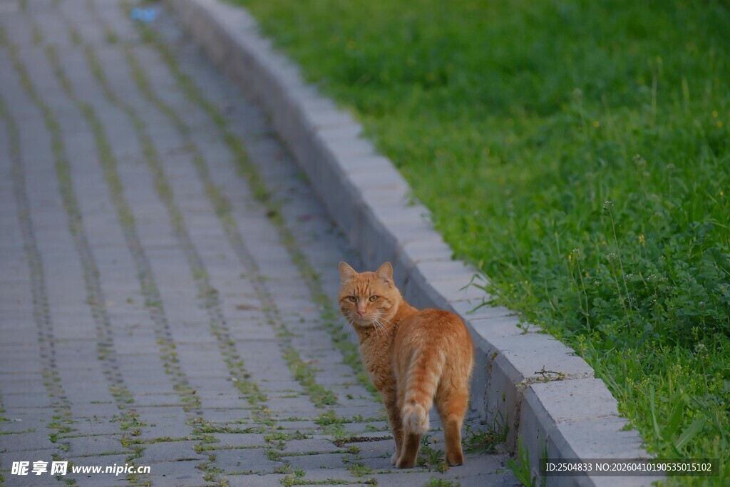 小橘猫在砖石小道上行走