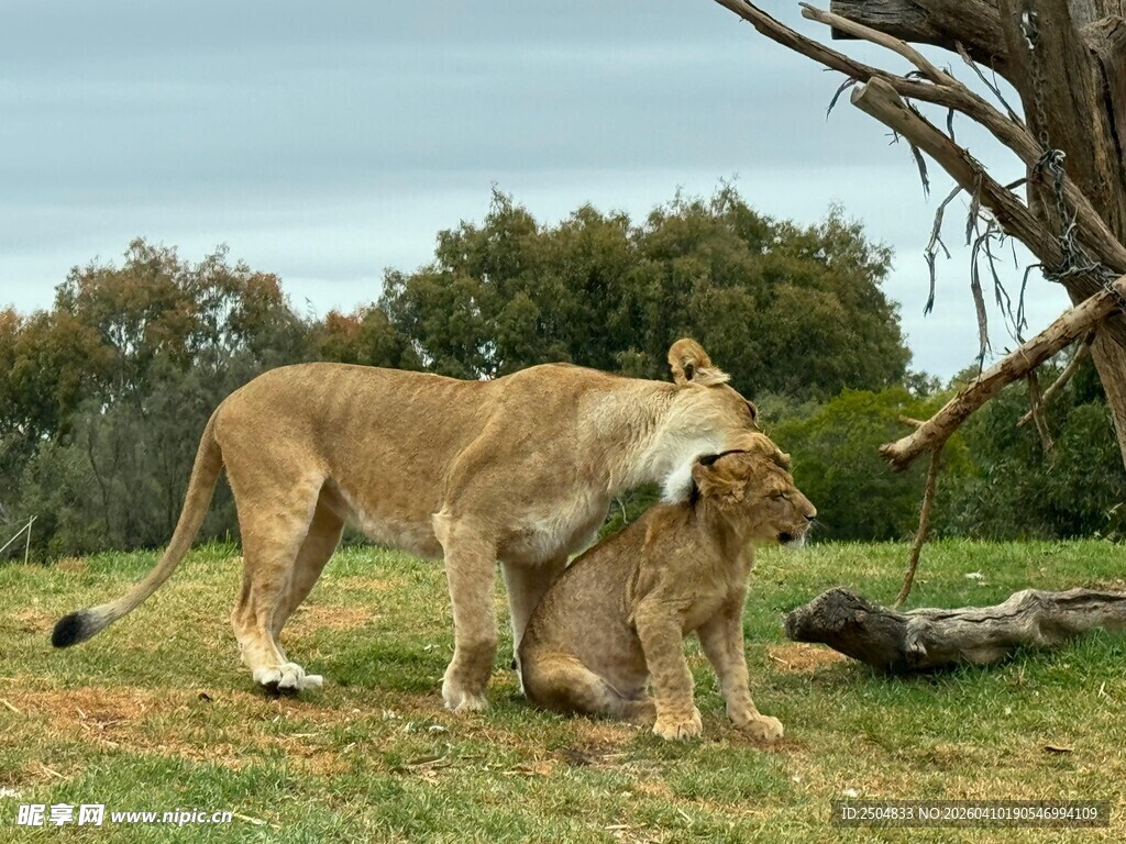 草原上亲昵互动的两只母狮
