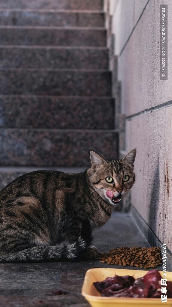 楼梯下猫咪享用盘中肉