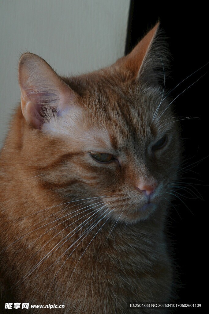 慵懒橘猫 眼神微眯