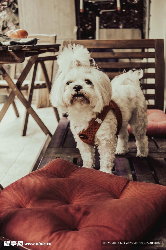 可爱白犬站在红色垫子上