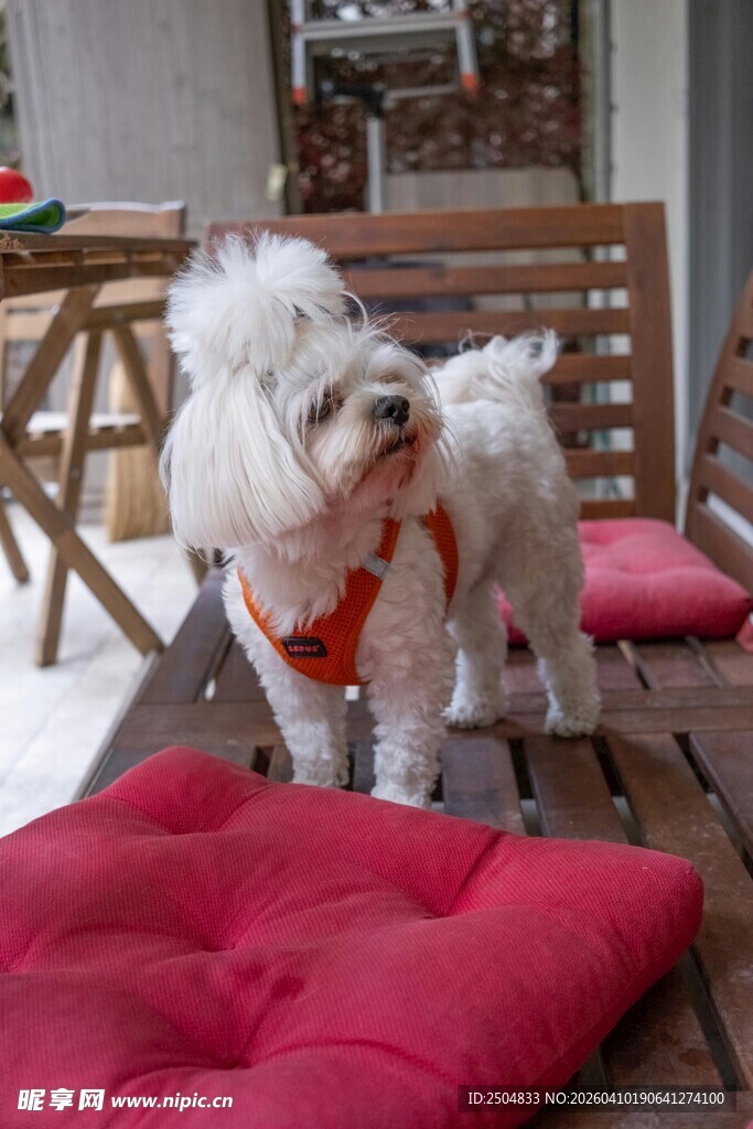 可爱白狗站在红垫子旁