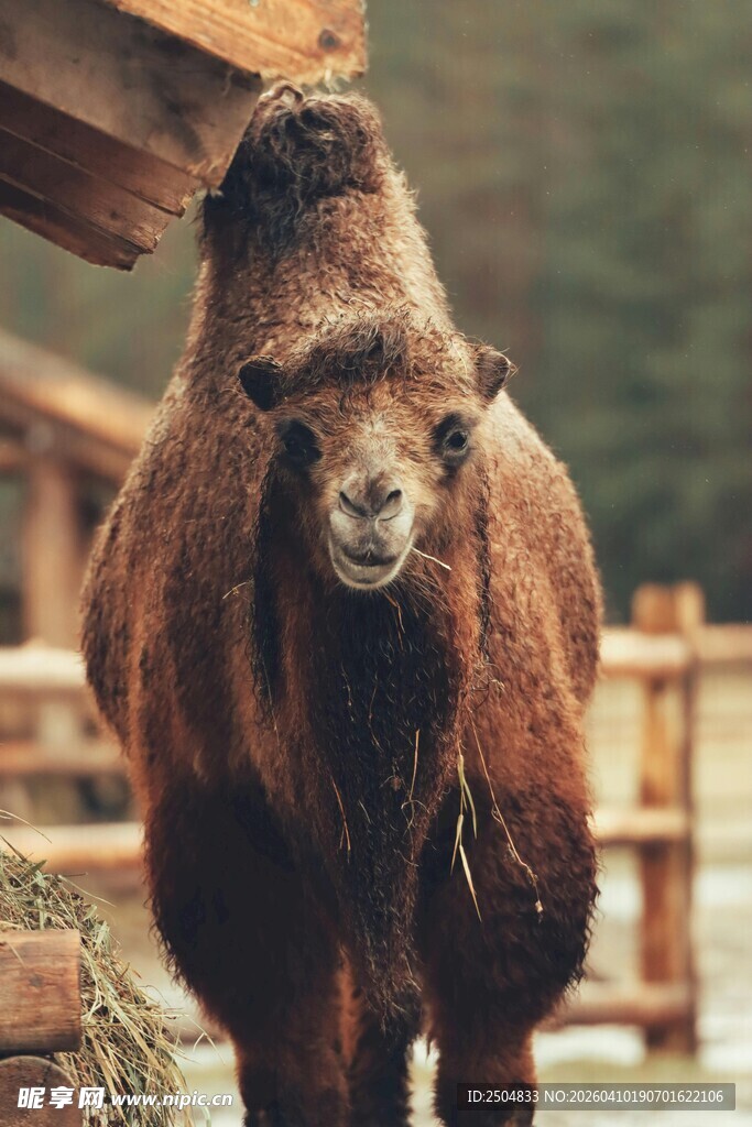 户外站立的棕色骆驼