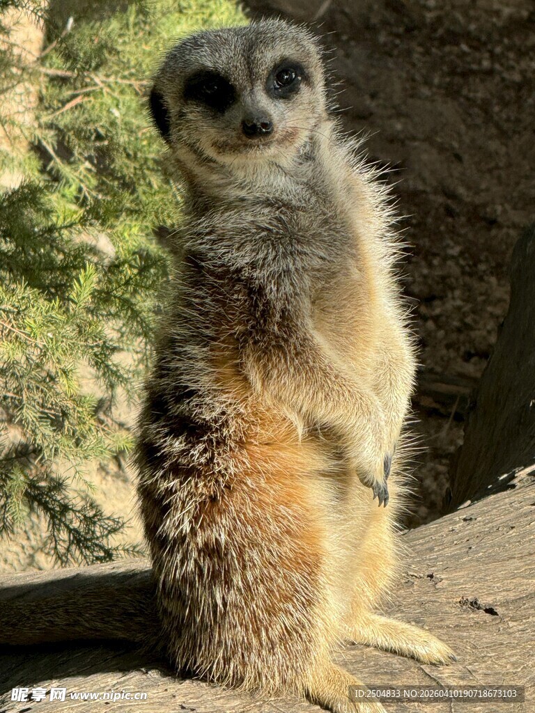站立的可爱猫鼬