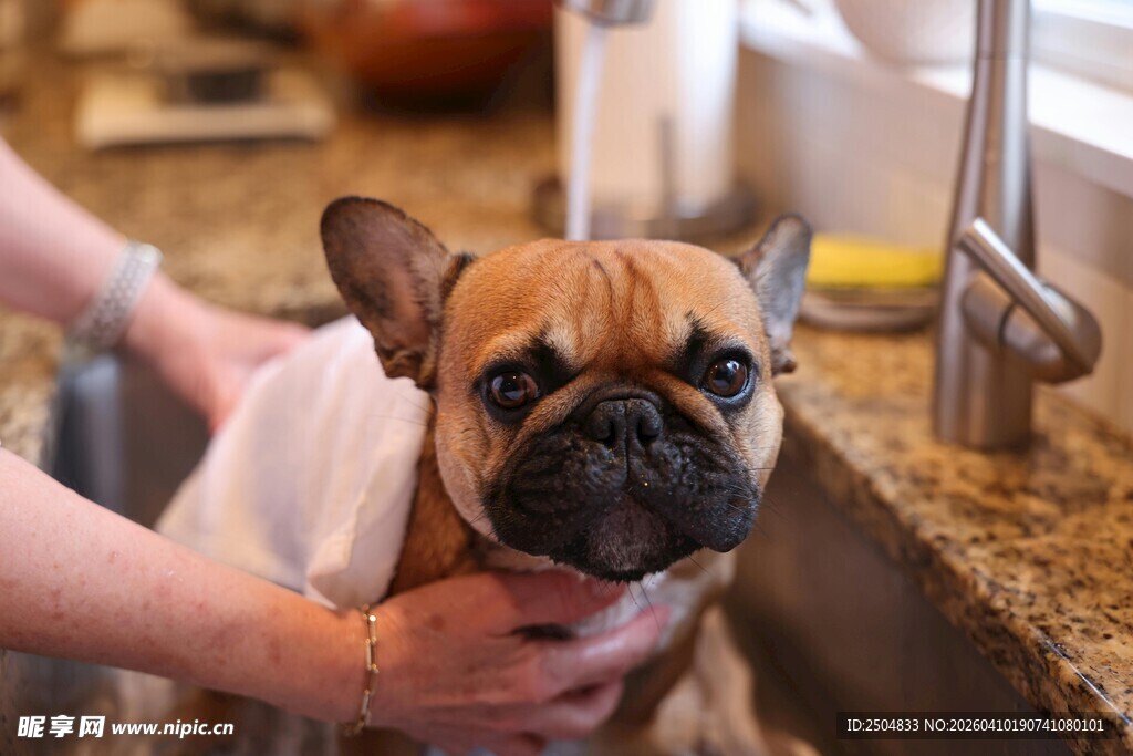 法斗惬意享受洗澡时光