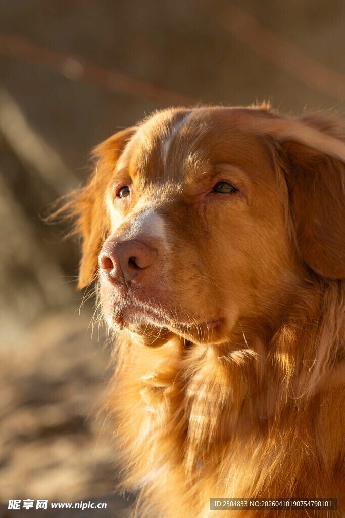 阳光下的金毛犬