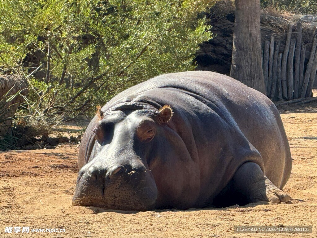 趴在地上休息的大河马